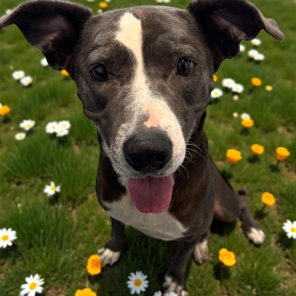 Ella, Adoptable, Adult Female Pit Bull Terrier & Mixed Breed.