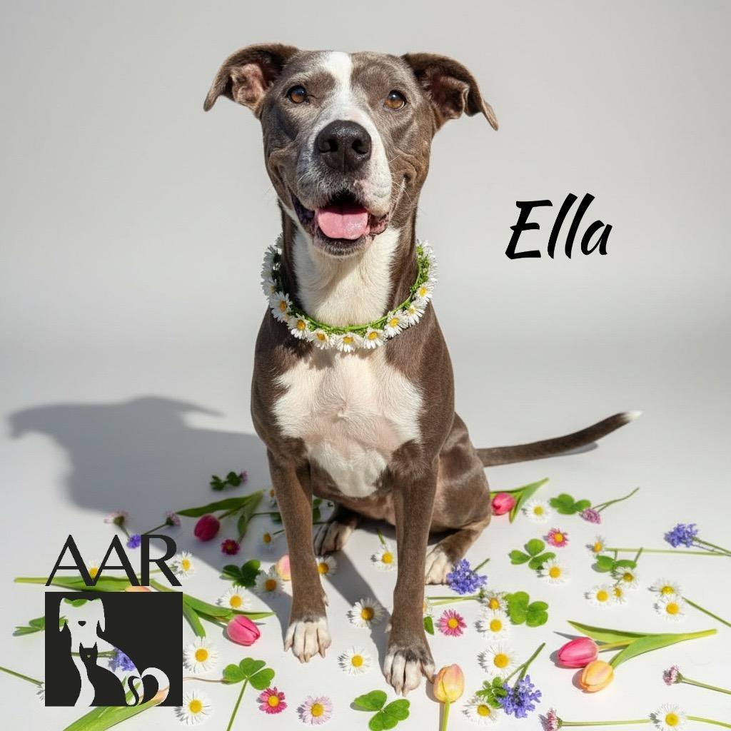Enlarge Ella, a Adoptable mixed breed in Magnolia, TX image 3/6