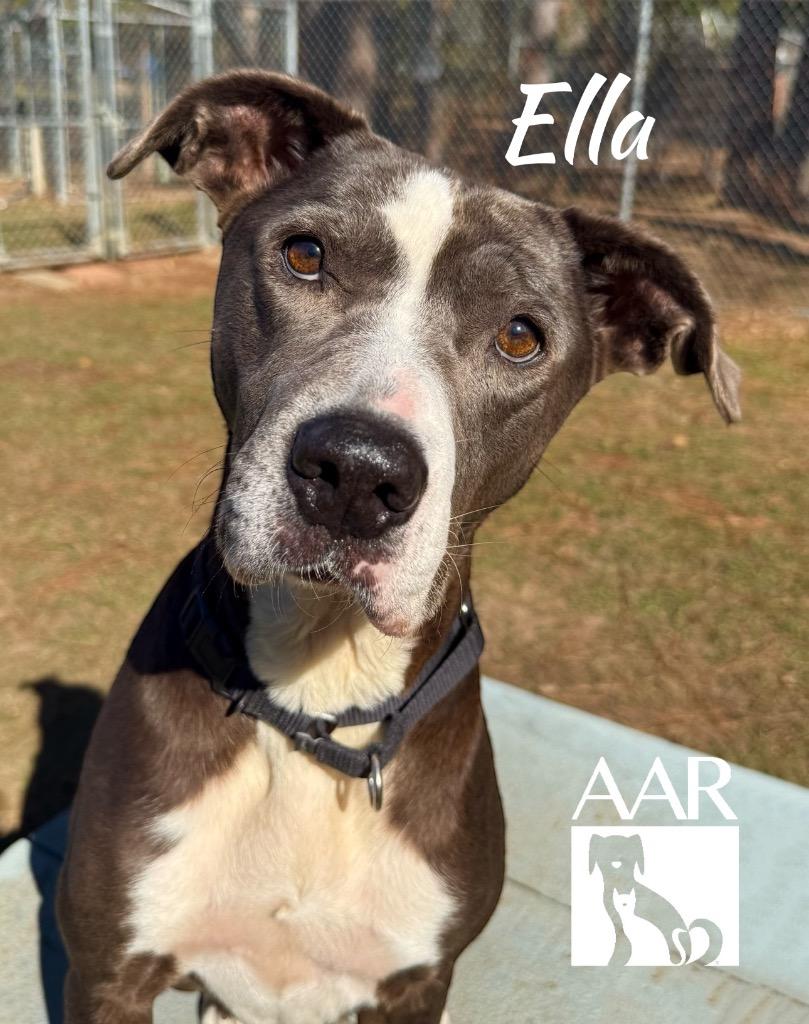 Enlarge Ella, a Adoptable mixed breed in Magnolia, TX image 5/6