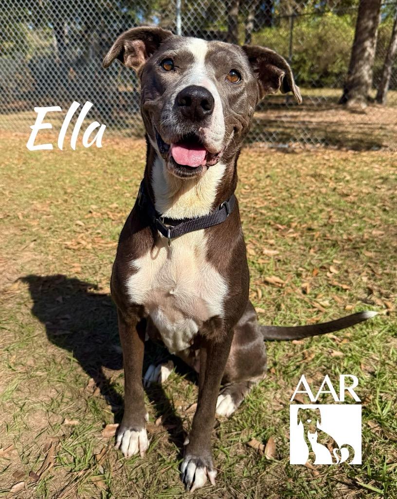 Enlarge Ella, a Adoptable mixed breed in Magnolia, TX image 6/6