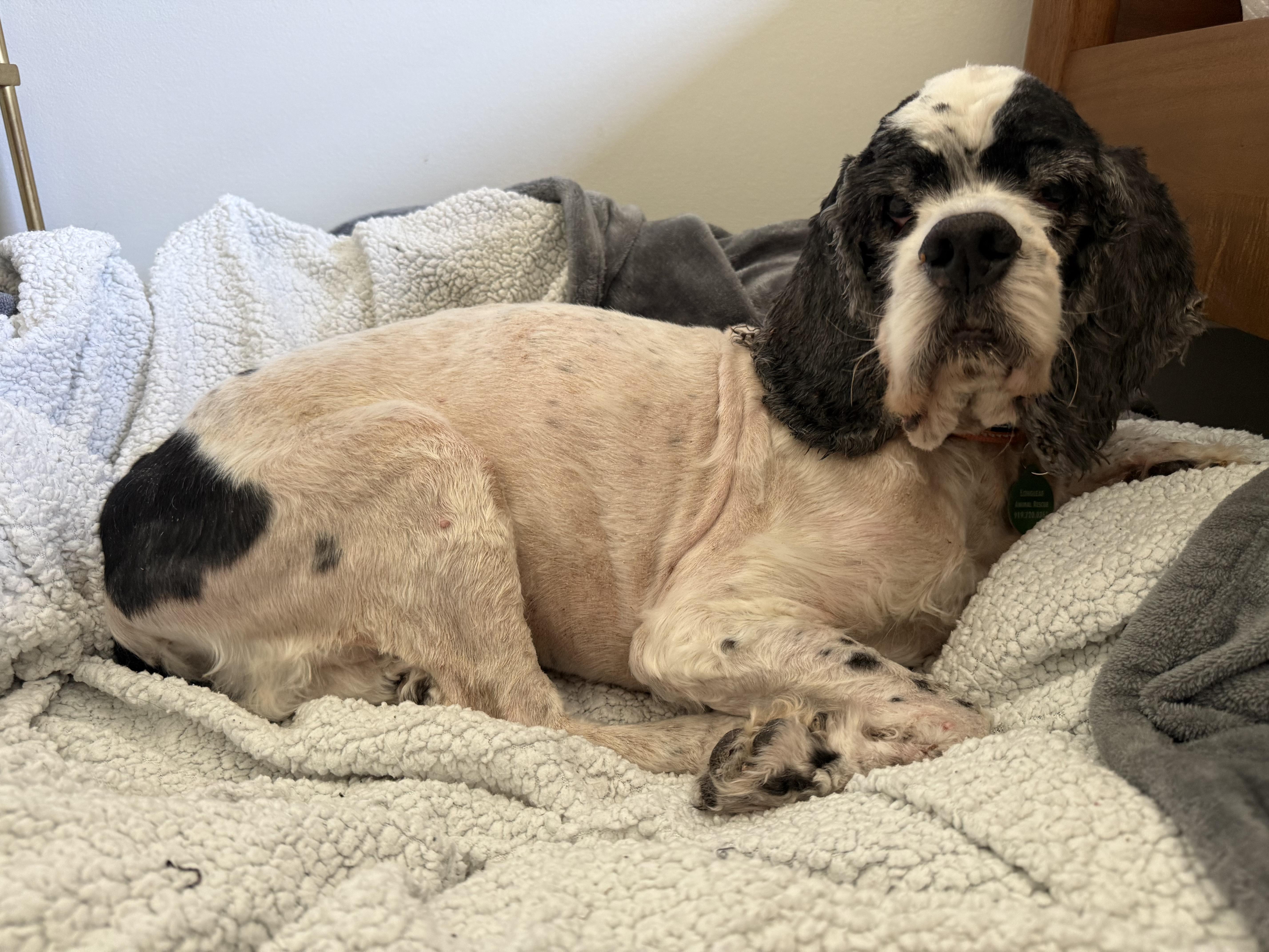 Mr. Pickles, a Adoptable Cocker Spaniel in Hillsborough, NC image 1/5