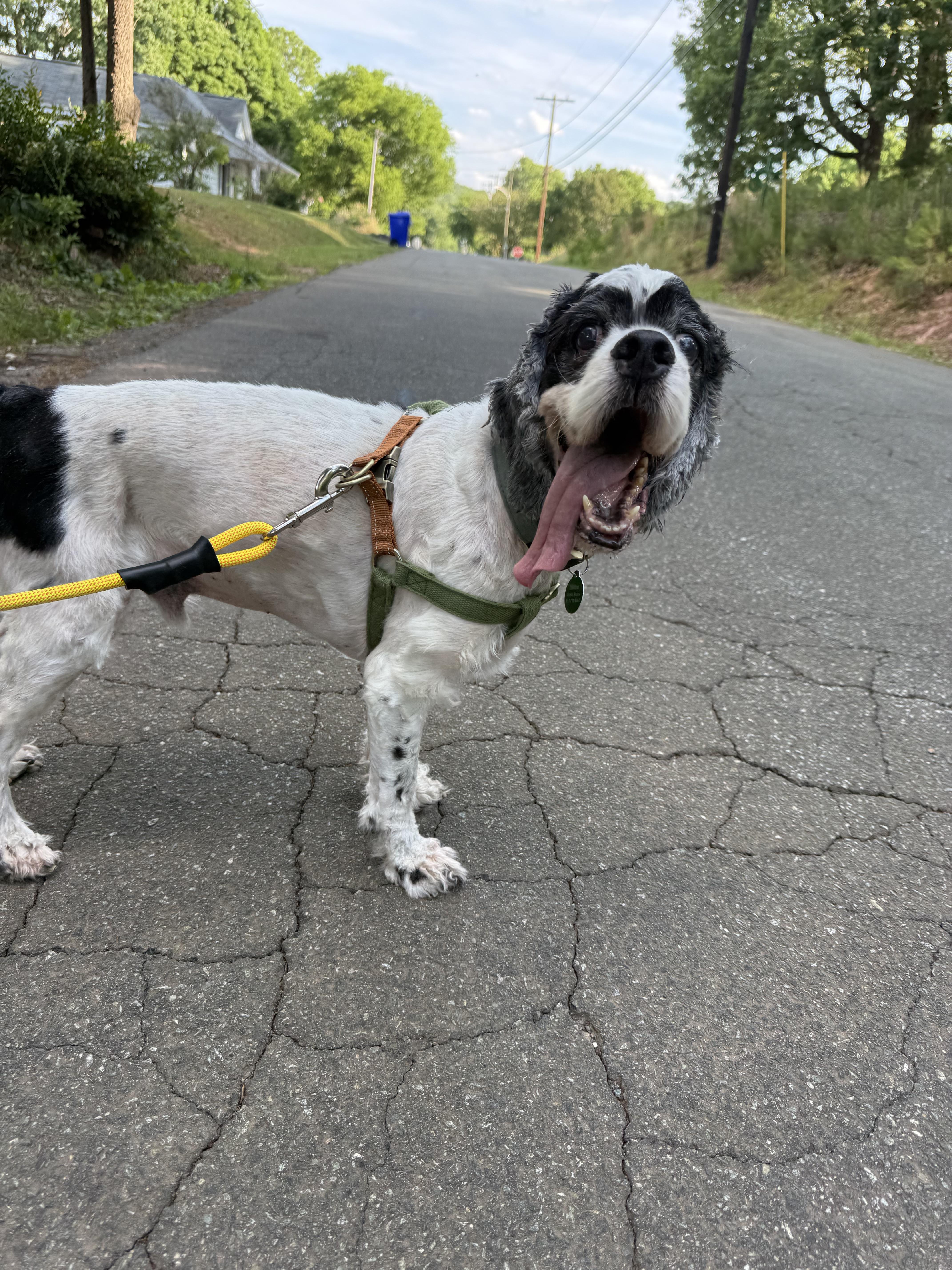Mr. Pickles, a Adoptable Cocker Spaniel in Hillsborough, NC image 3/5