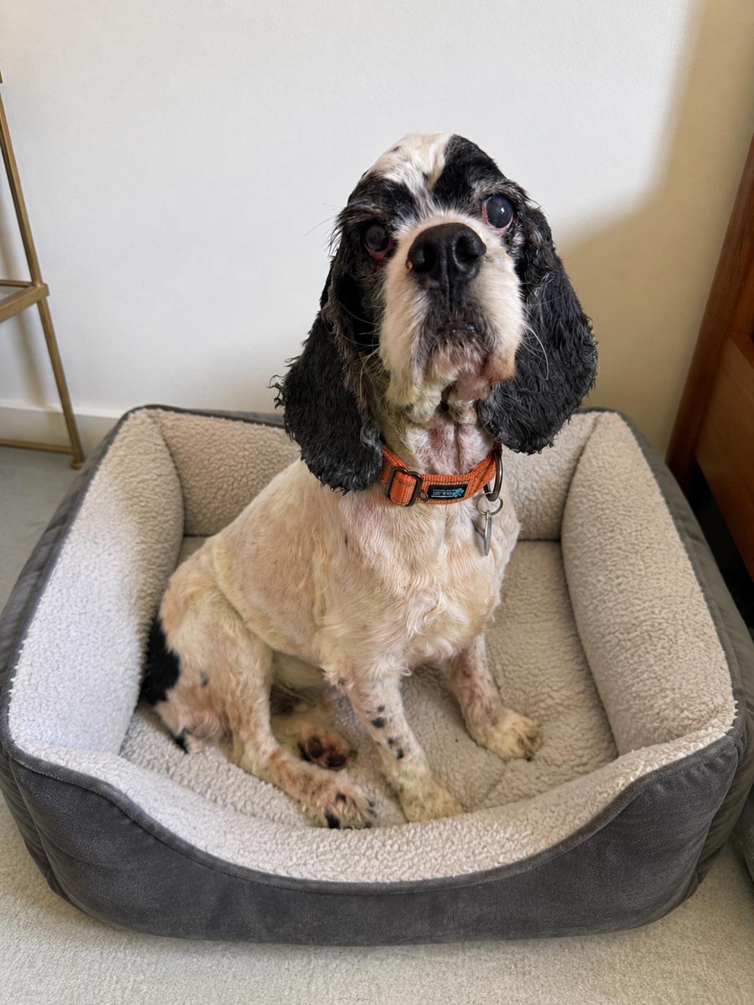 Mr. Pickles, a Adoptable Cocker Spaniel in Hillsborough, NC image 5/5