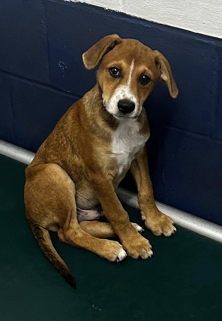 Remi 4 months male AVAILABLE 8/12, Adoptable, Young Male Labrador Retriever.