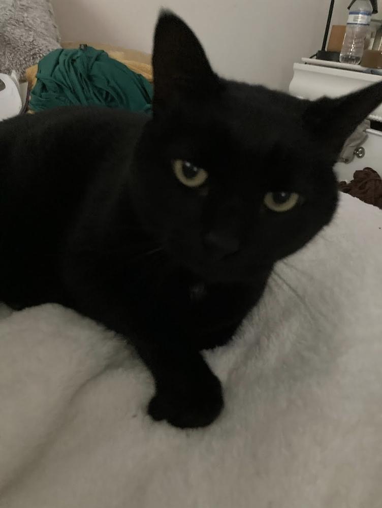 Enlarge Max, a Adoptable Domestic Short Hair in Ruskin, FL image 1/5