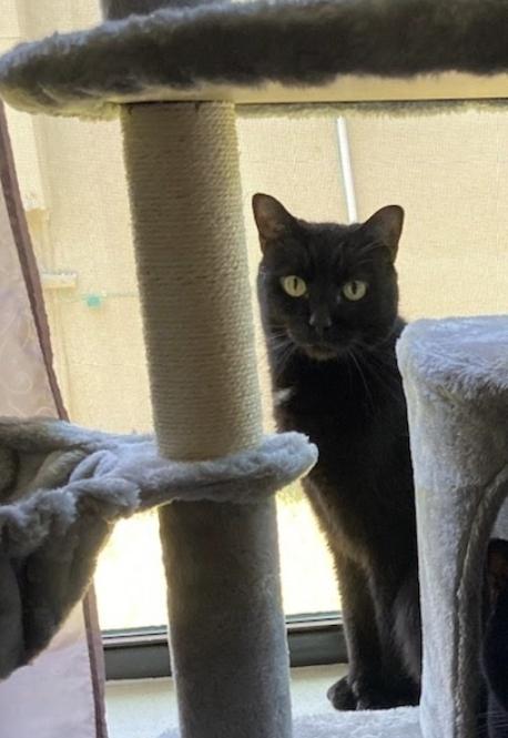 Max, Adoptable, Adult Male Domestic Short Hair.