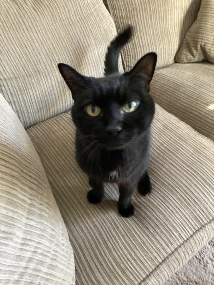 Enlarge Max, a Adoptable Domestic Short Hair in Ruskin, FL image 3/5