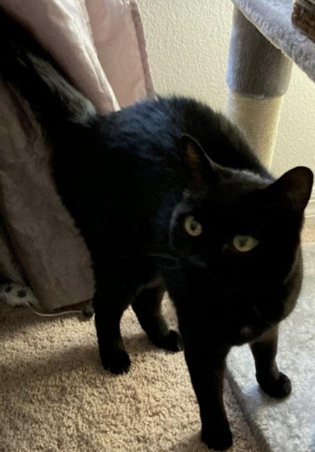 Enlarge Max, a Adoptable Domestic Short Hair in Ruskin, FL image 4/5