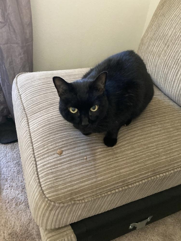 Enlarge Max, a Adoptable Domestic Short Hair in Ruskin, FL image 5/5