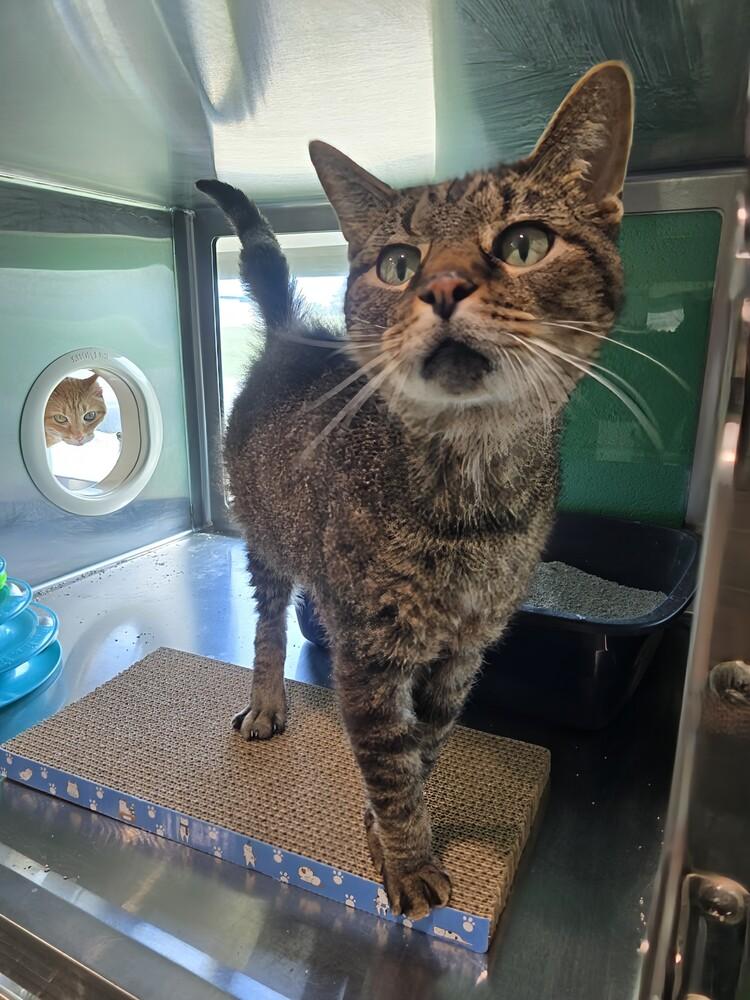 Enlarge Spider, a Adoptable Domestic Short Hair in Wellington, KS image 1/4