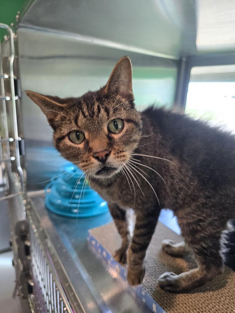 Enlarge Spider, a Adoptable Domestic Short Hair in Wellington, KS image 2/4