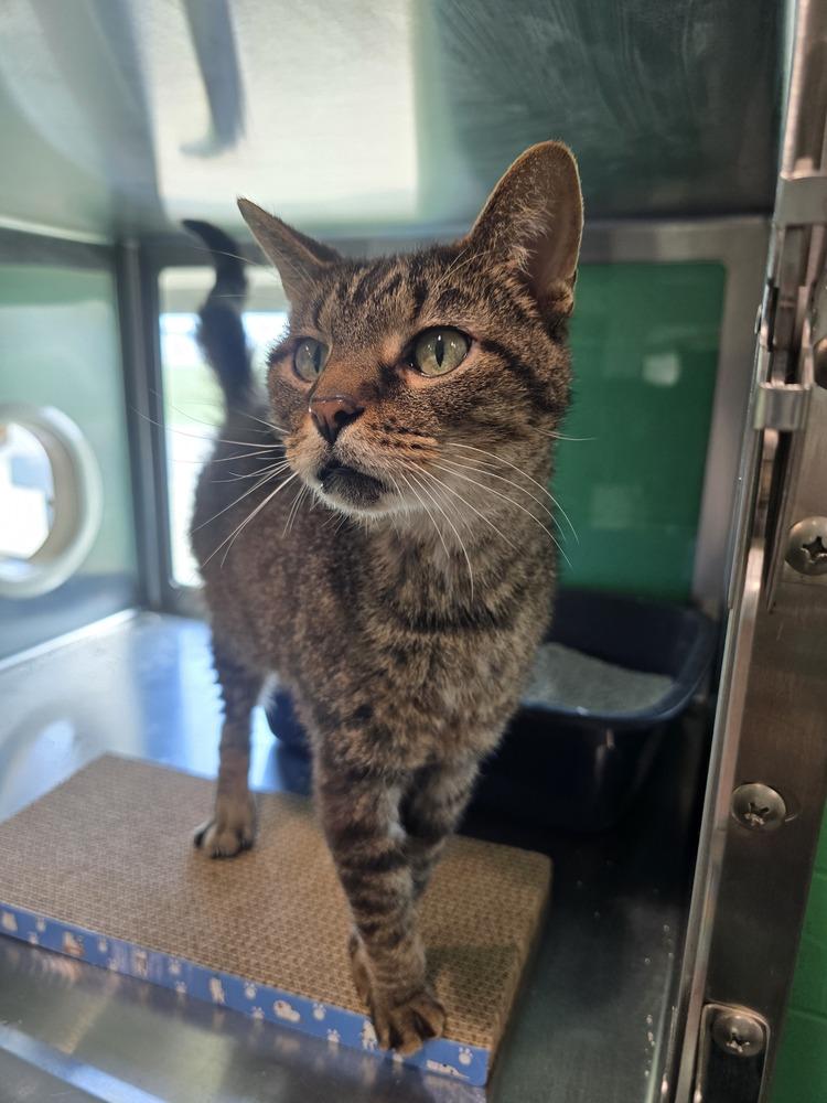 Enlarge Spider, a Adoptable Domestic Short Hair in Wellington, KS image 3/4