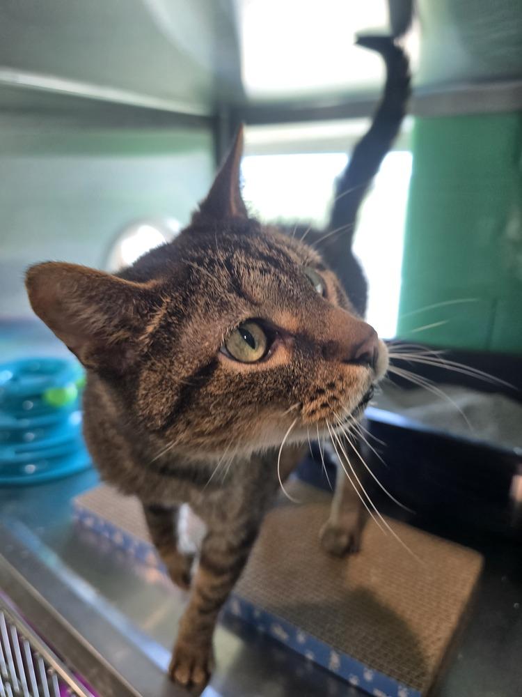 Enlarge Spider, a Adoptable Domestic Short Hair in Wellington, KS image 4/4