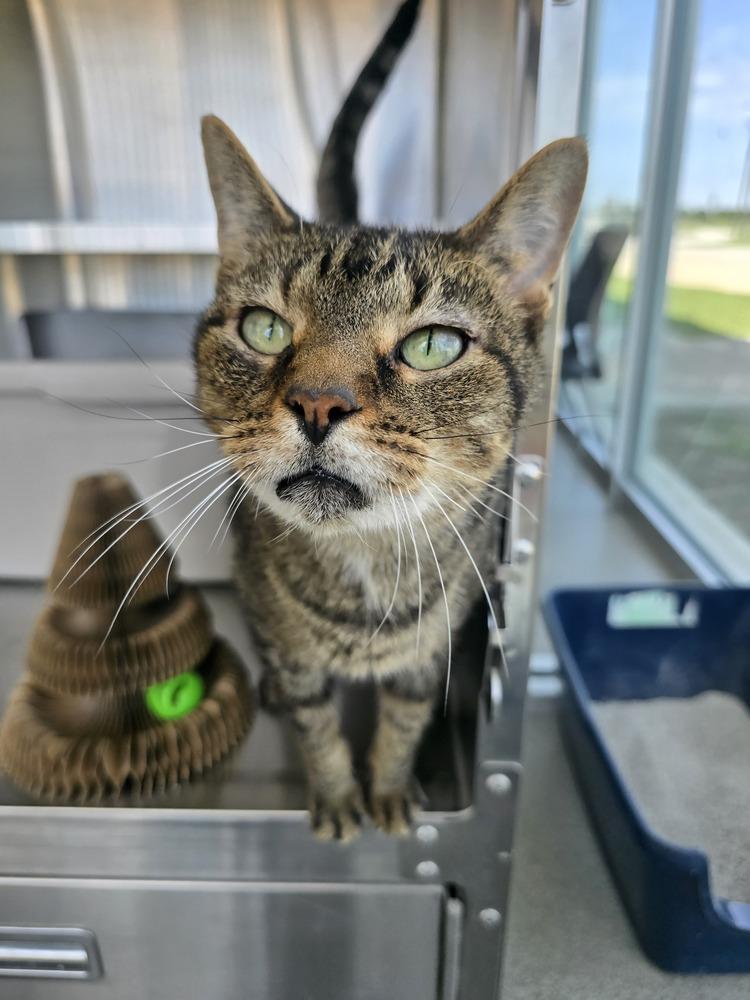 Spider, a Adoptable Domestic Short Hair in Wellington, KS image 5/5