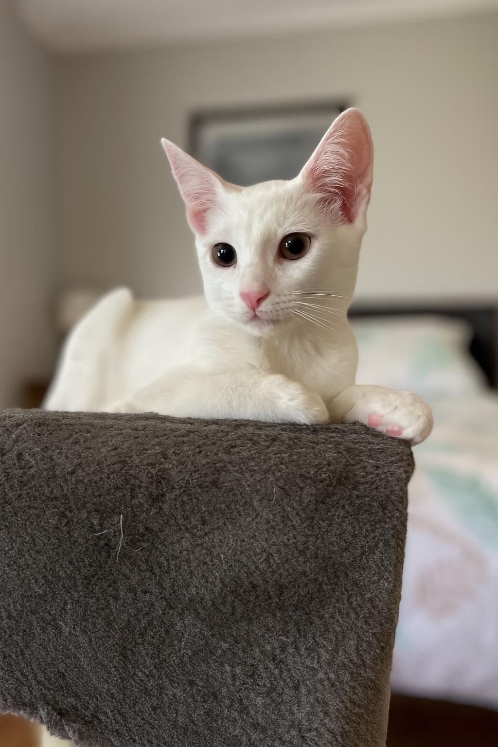 Pearl