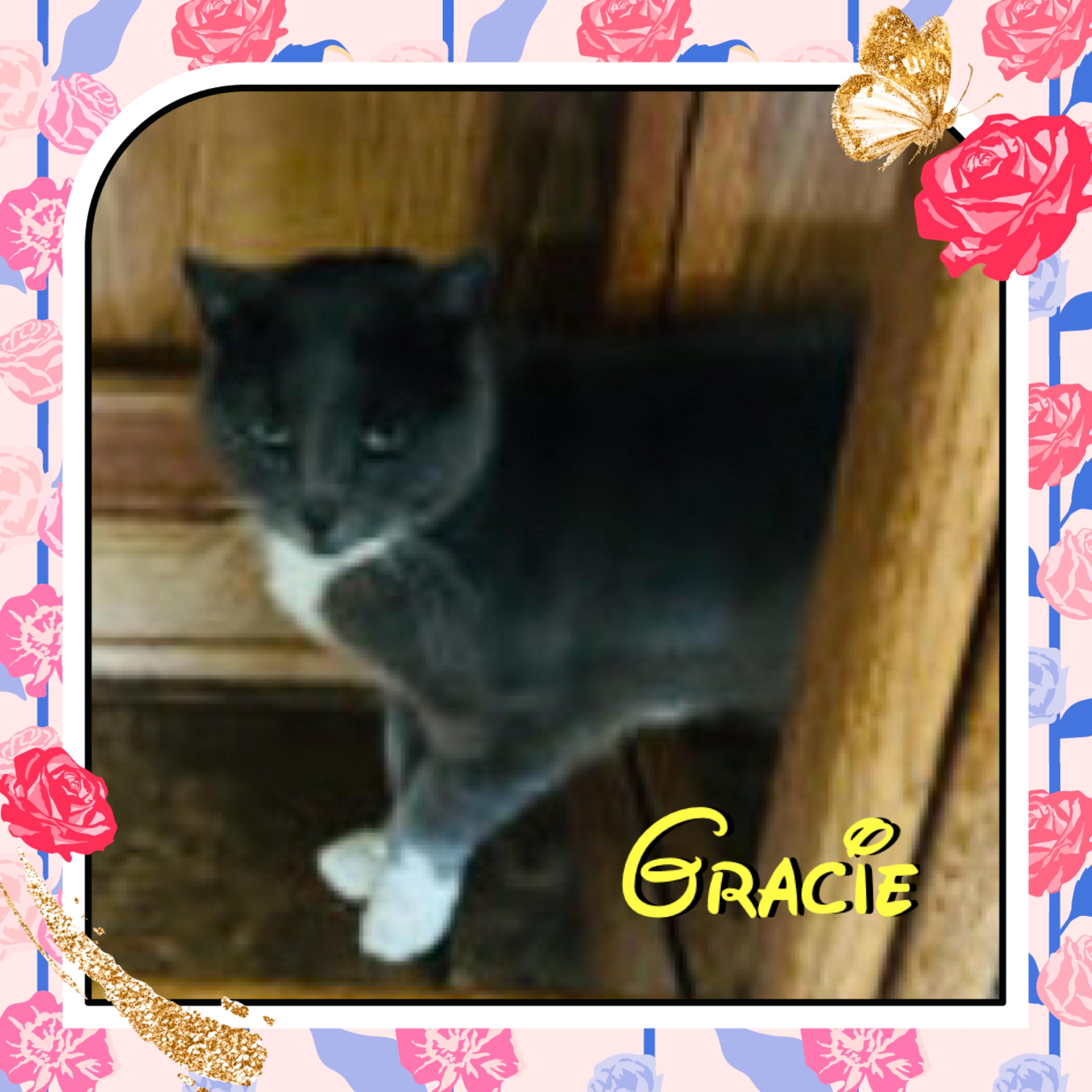 Gracie, ADOPTABLE, Senior Female Domestic Short Hair.