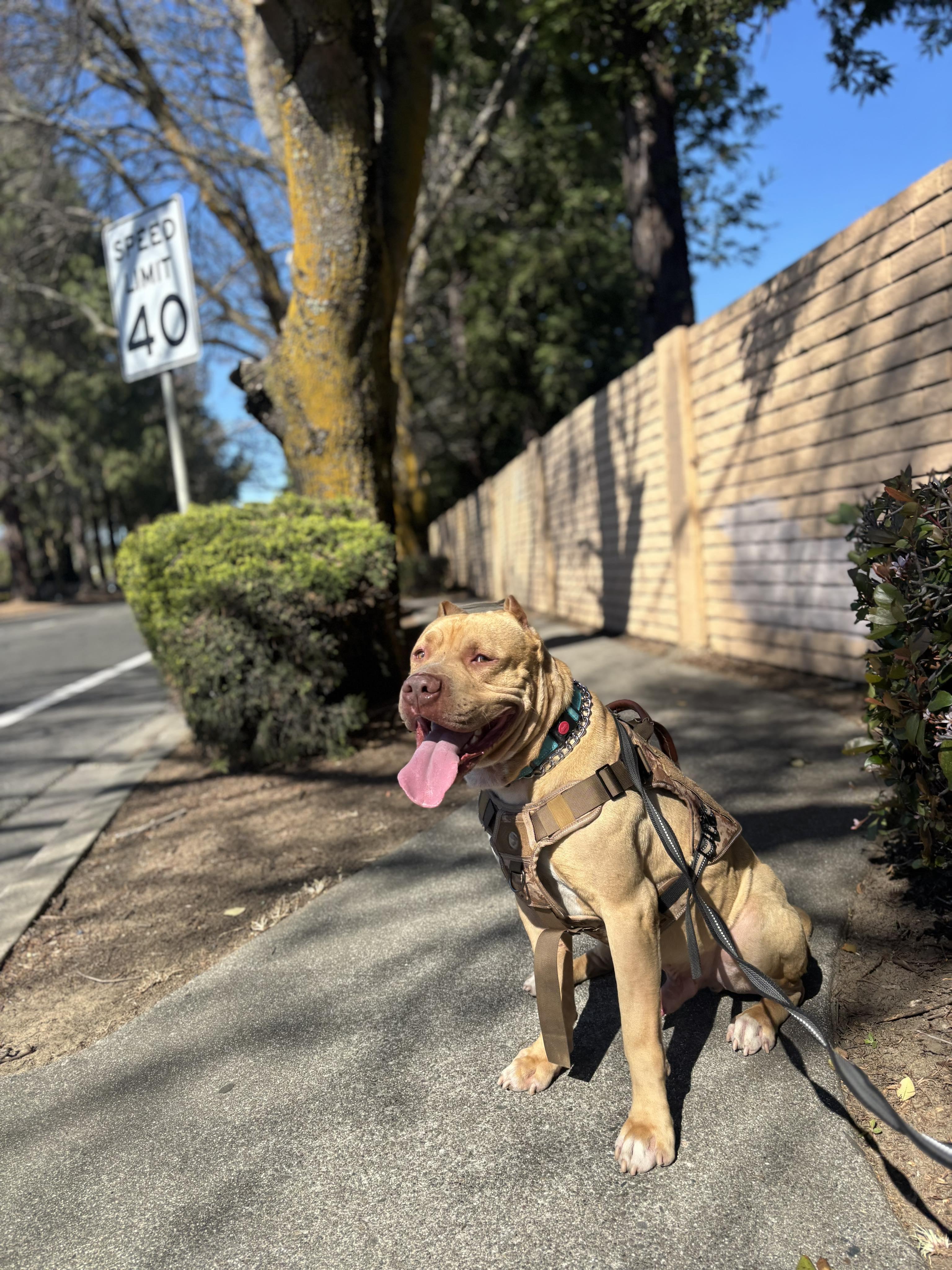 Evander , ADOPTABLE, Young Male Pit Bull Terrier.