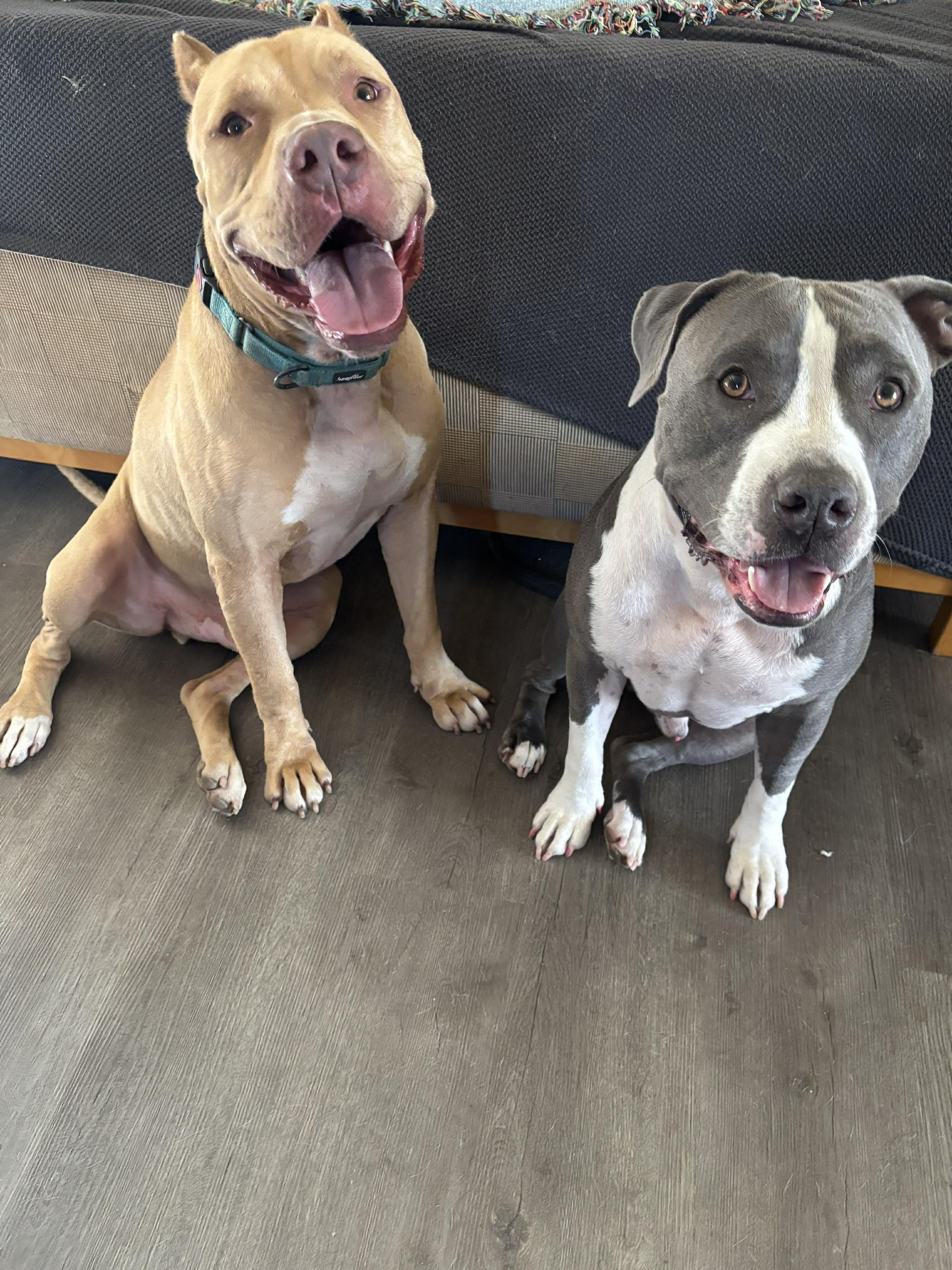 Enlarge Evander , a ADOPTABLE mixed breed in Concord, CA image 3/4