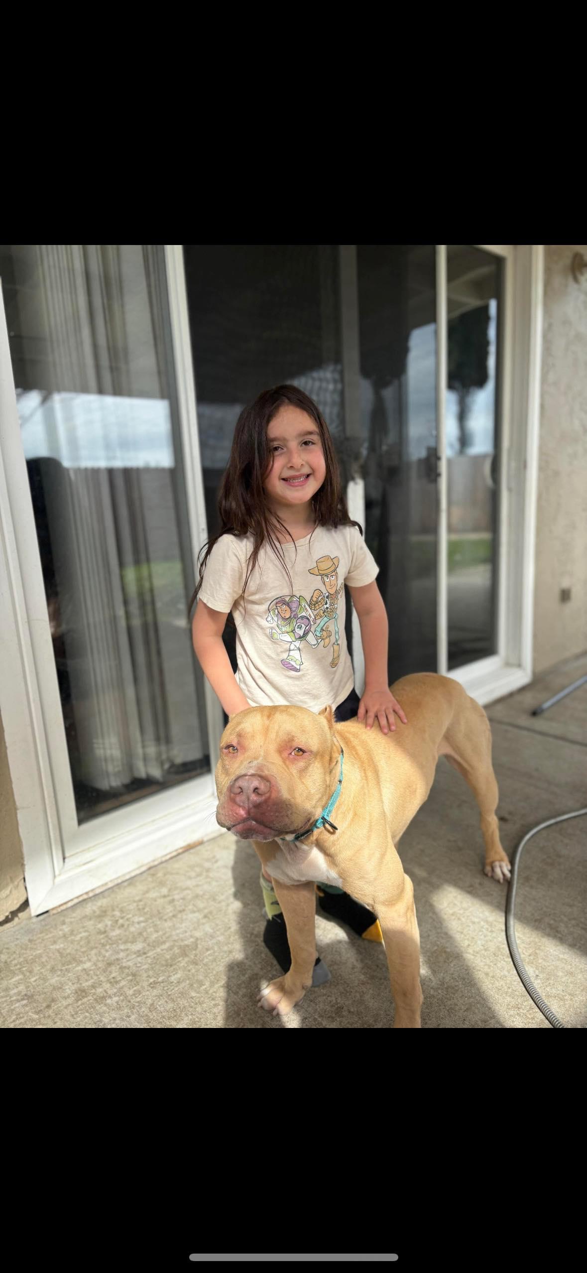 Enlarge Evander , a ADOPTABLE mixed breed in Concord, CA image 2/4