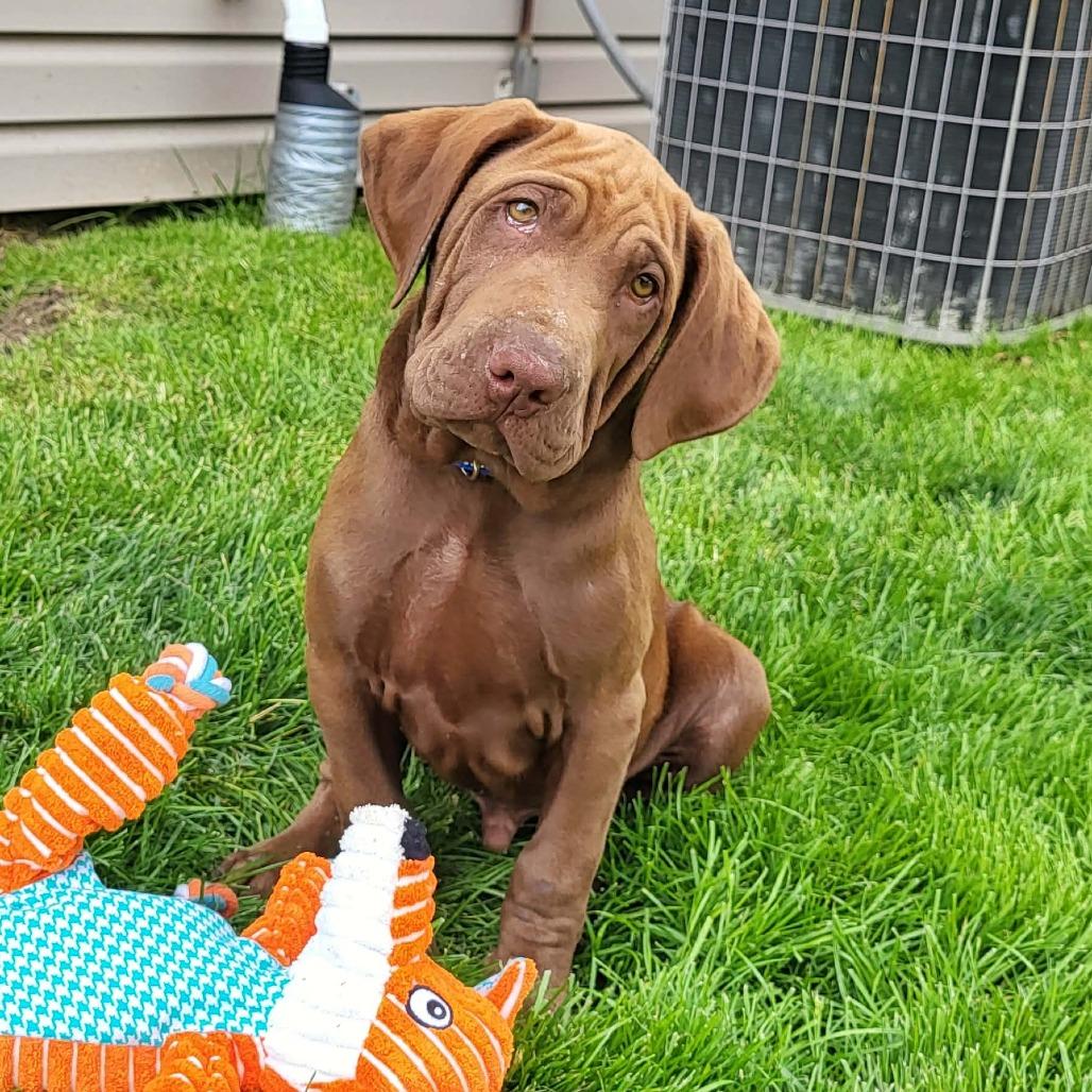 Banjo, Adoptable, Puppy Male Labrador Retriever & Mixed Breed.