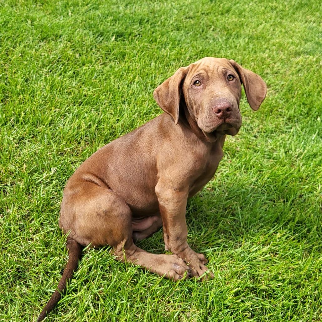 Banjo, a Adoptable mixed breed in Joliet, IL image 2/6