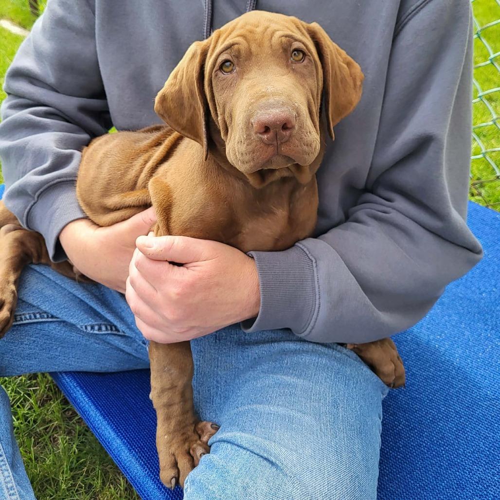 Banjo, a Adoptable mixed breed in Joliet, IL image 3/6