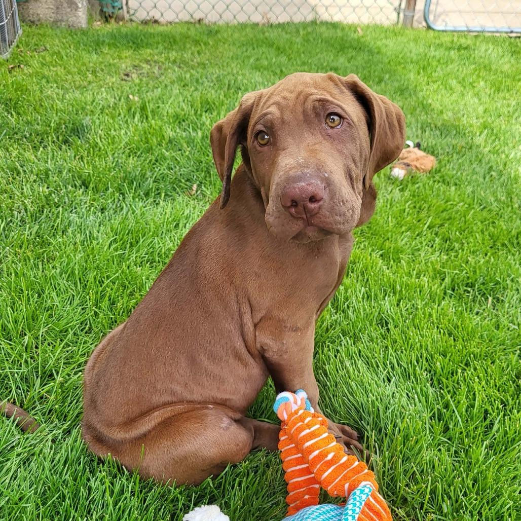 Banjo, a Adoptable mixed breed in Joliet, IL image 4/6