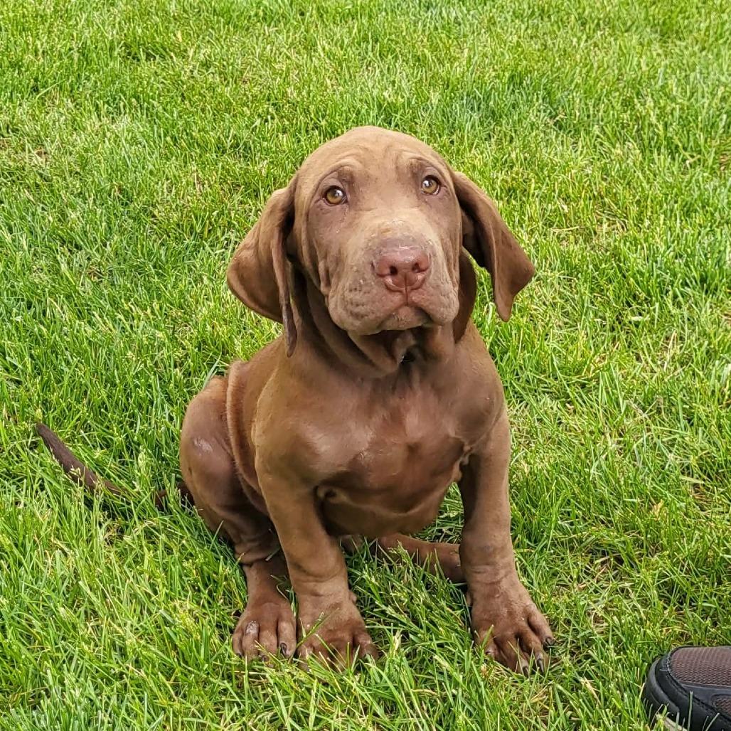 Banjo, a Adoptable mixed breed in Joliet, IL image 5/6