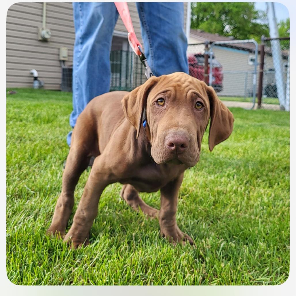 Banjo, a Adoptable mixed breed in Joliet, IL image 6/6