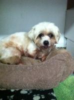 Stella, Adopted, Senior Female Maltese & Shih Tzu.