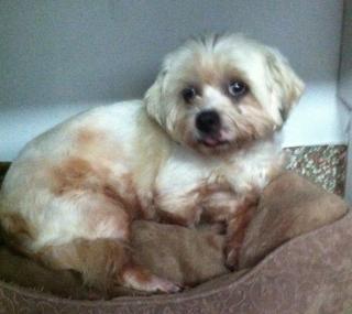 Enlarge Stella, a Adopted mixed breed in Fort Lauderdale, FL image 3/3