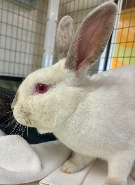 Totoro, Adoptable, Adult Male American.