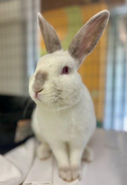Enlarge Totoro, a Adoptable American in Iowa City, IA image 2/3