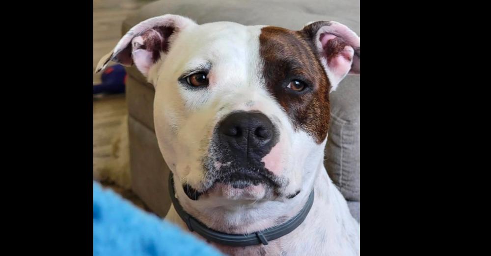 Enlarge Kira, a Adoptable mixed breed in Tampa, FL image 1/4
