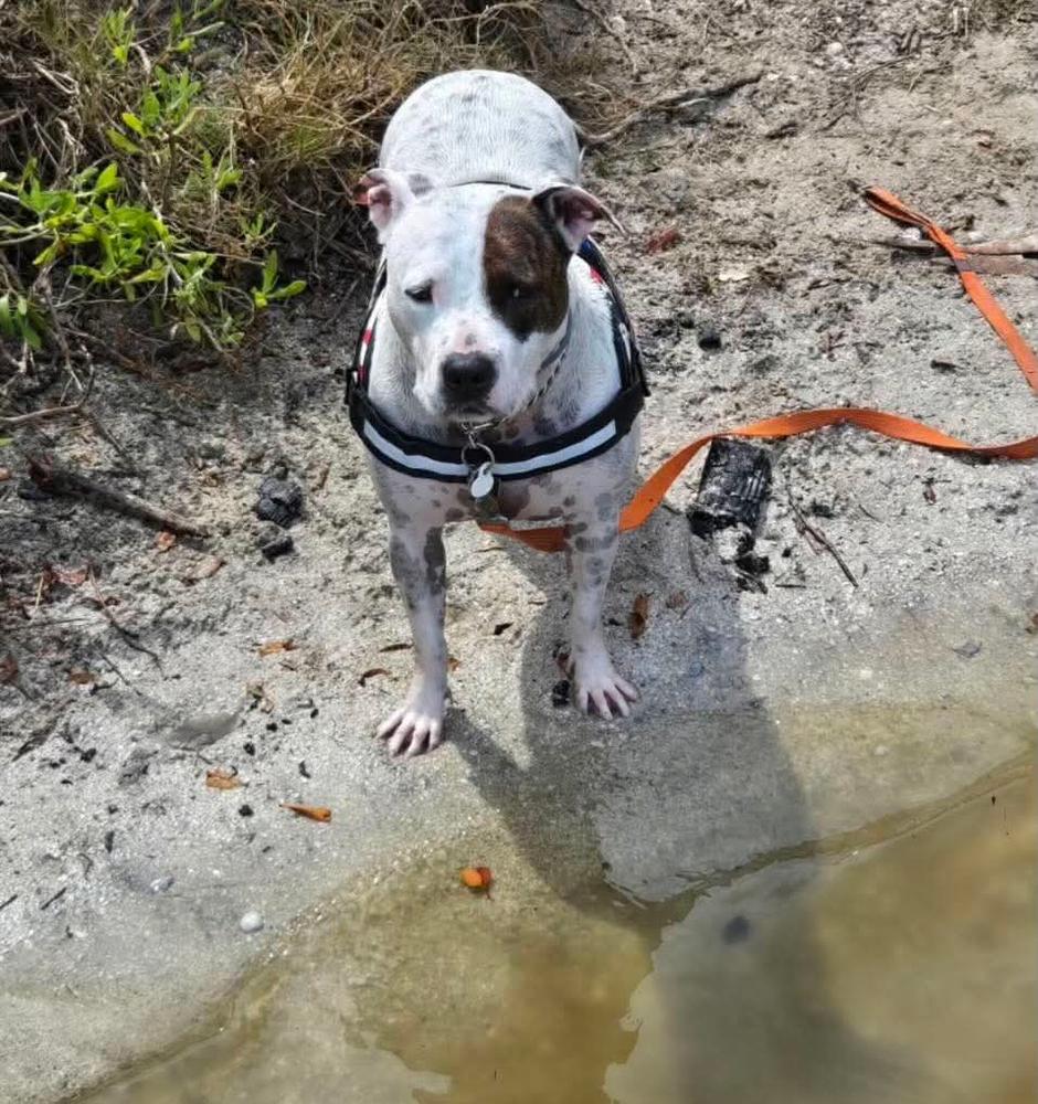 Enlarge Kira, a Adoptable mixed breed in Tampa, FL image 2/4