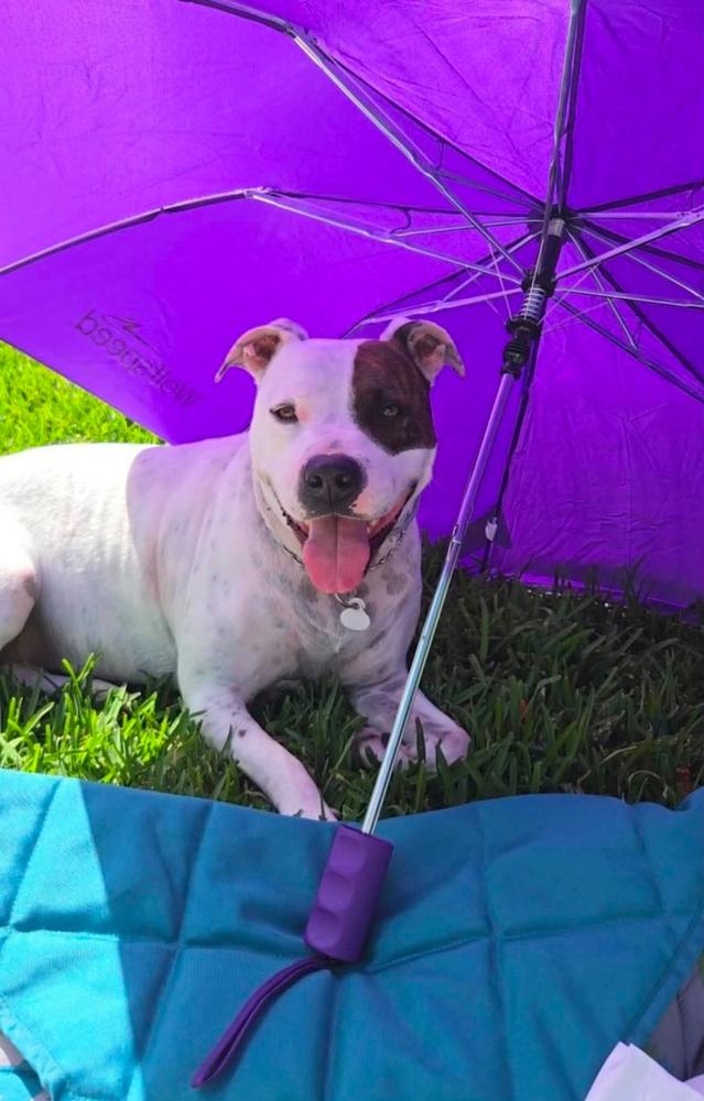 Enlarge Kira, a Adoptable mixed breed in Tampa, FL image 4/4