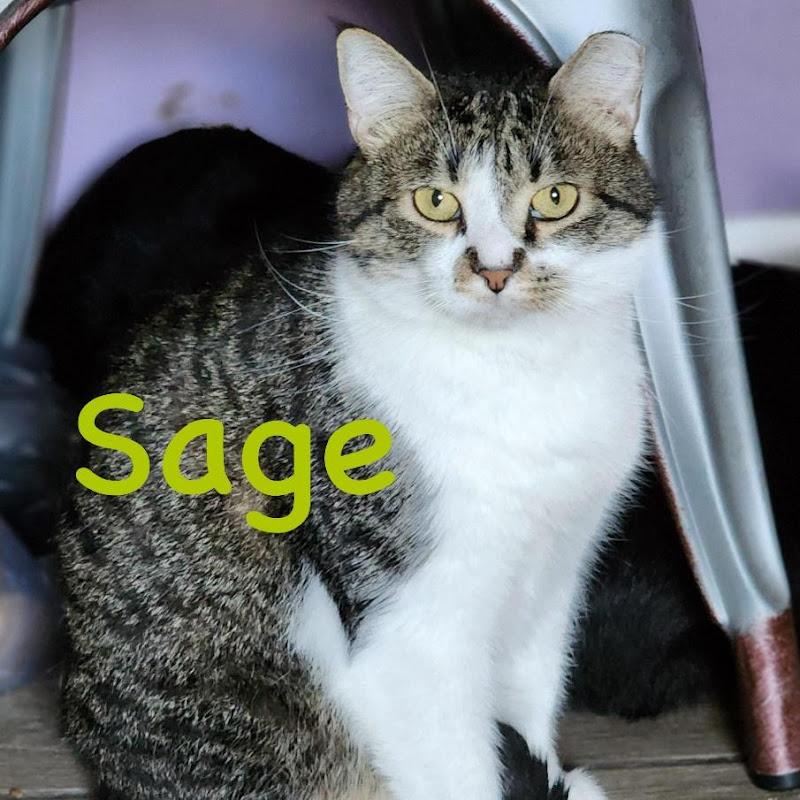 Sage, a ADOPTABLE Domestic Short Hair in Johnson City, TN image 2/3