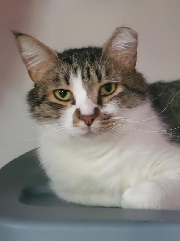Sage, a ADOPTABLE Domestic Short Hair in Johnson City, TN image 3/3