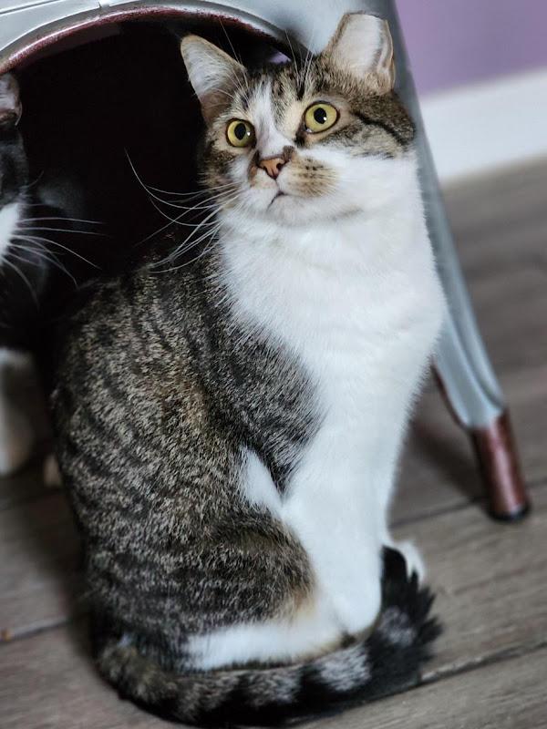 Sage, ADOPTABLE, Young Male Domestic Short Hair.