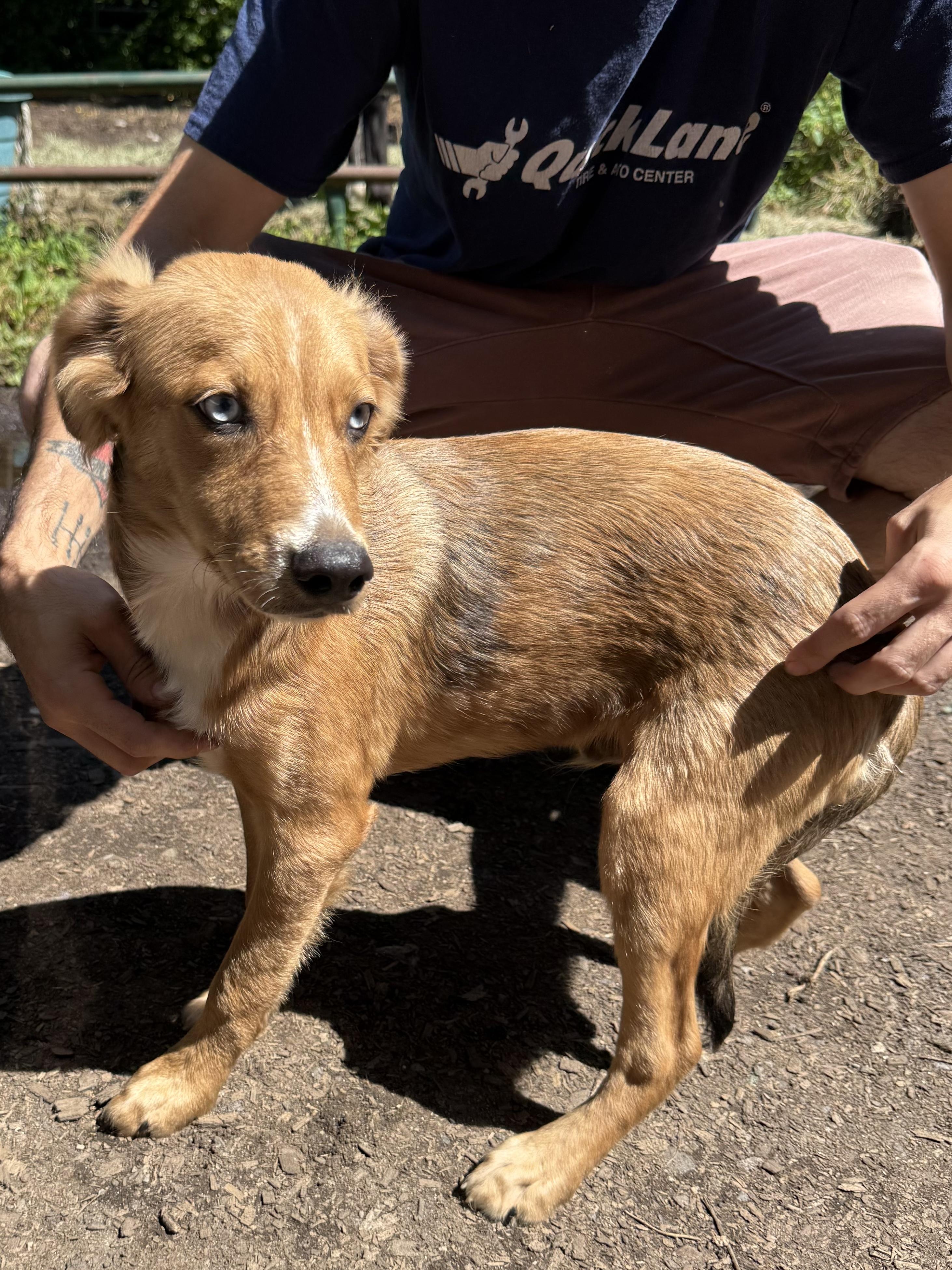 Enlarge Shiloh, a ADOPTABLE mixed breed in Wanaque, NJ image 2/2