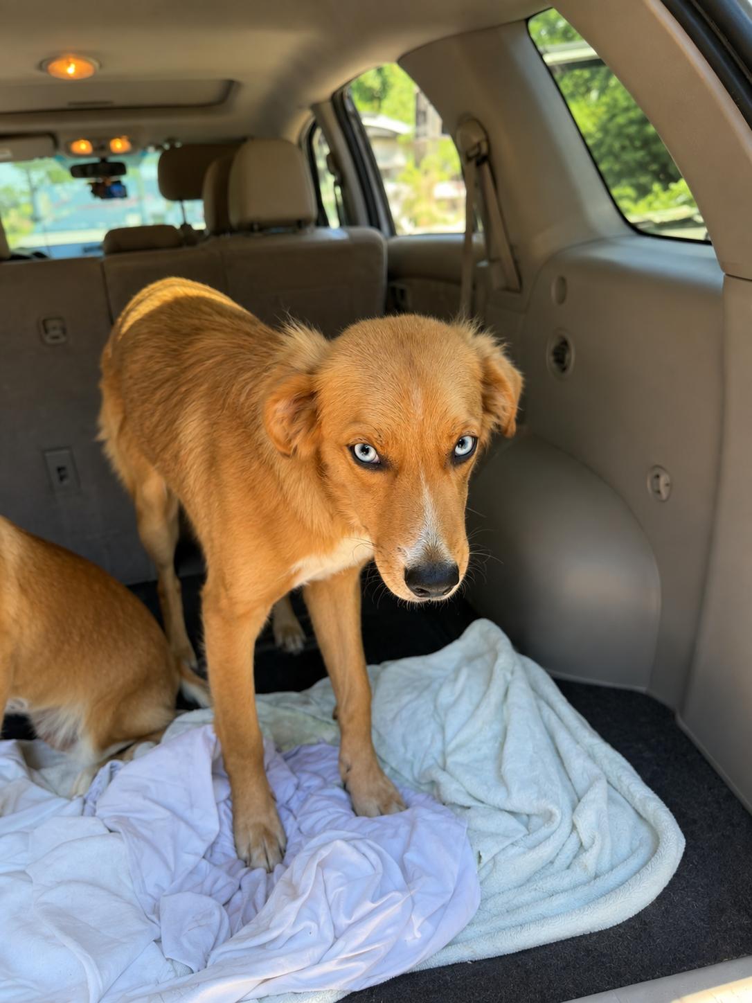 Shiloh, ADOPTABLE, Young Male Catahoula Leopard Dog & Golden Retriever.