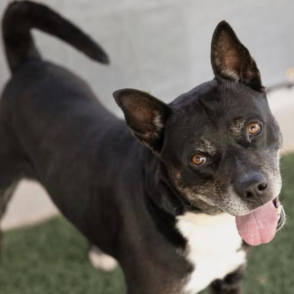 Enlarge Murtaugh, a Adoptable Mixed Breed in Wilsall, MT image 1/1