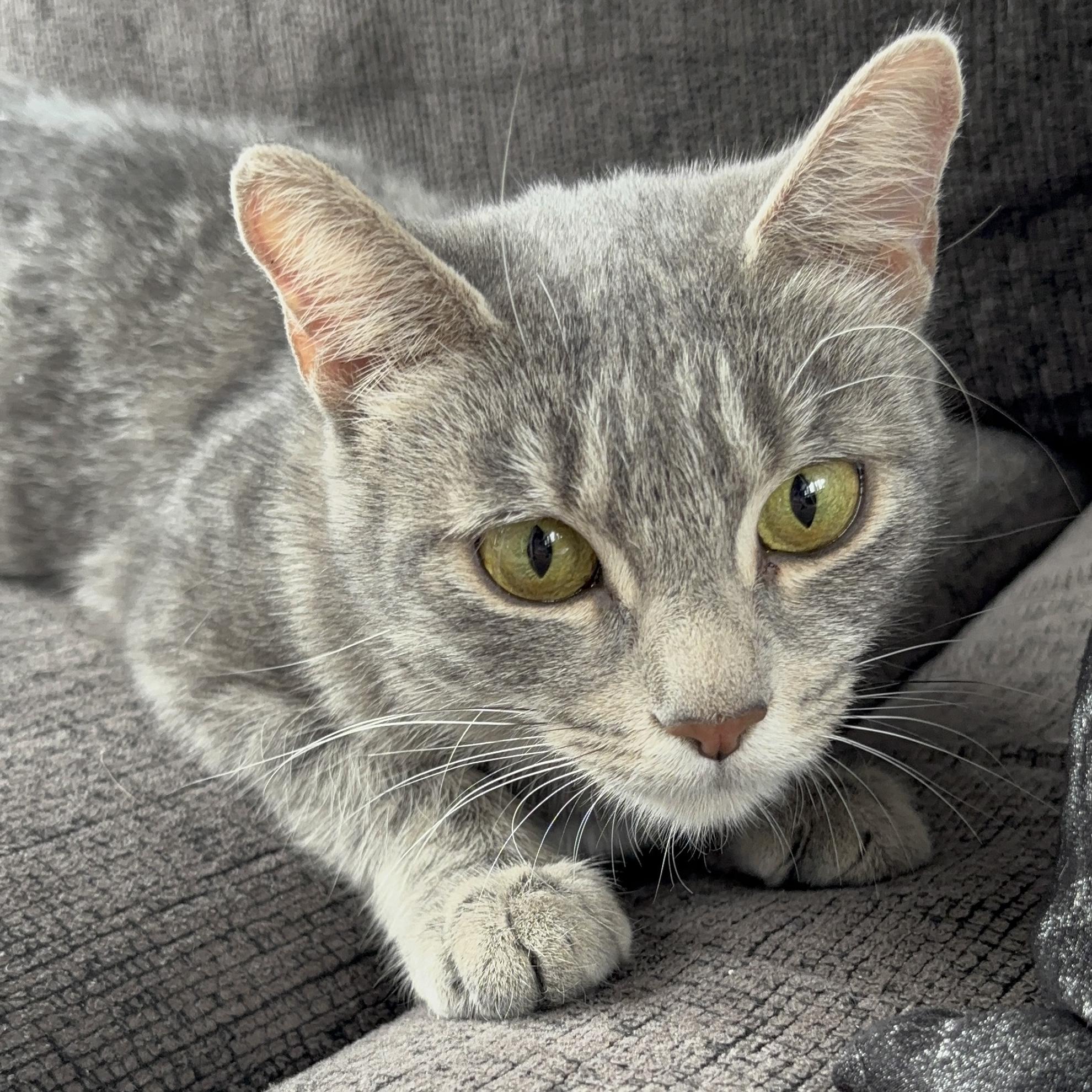 Enlarge MAGNOLIA, an adopted Domestic Short Hair in Tillsonburg, ON image 5/6