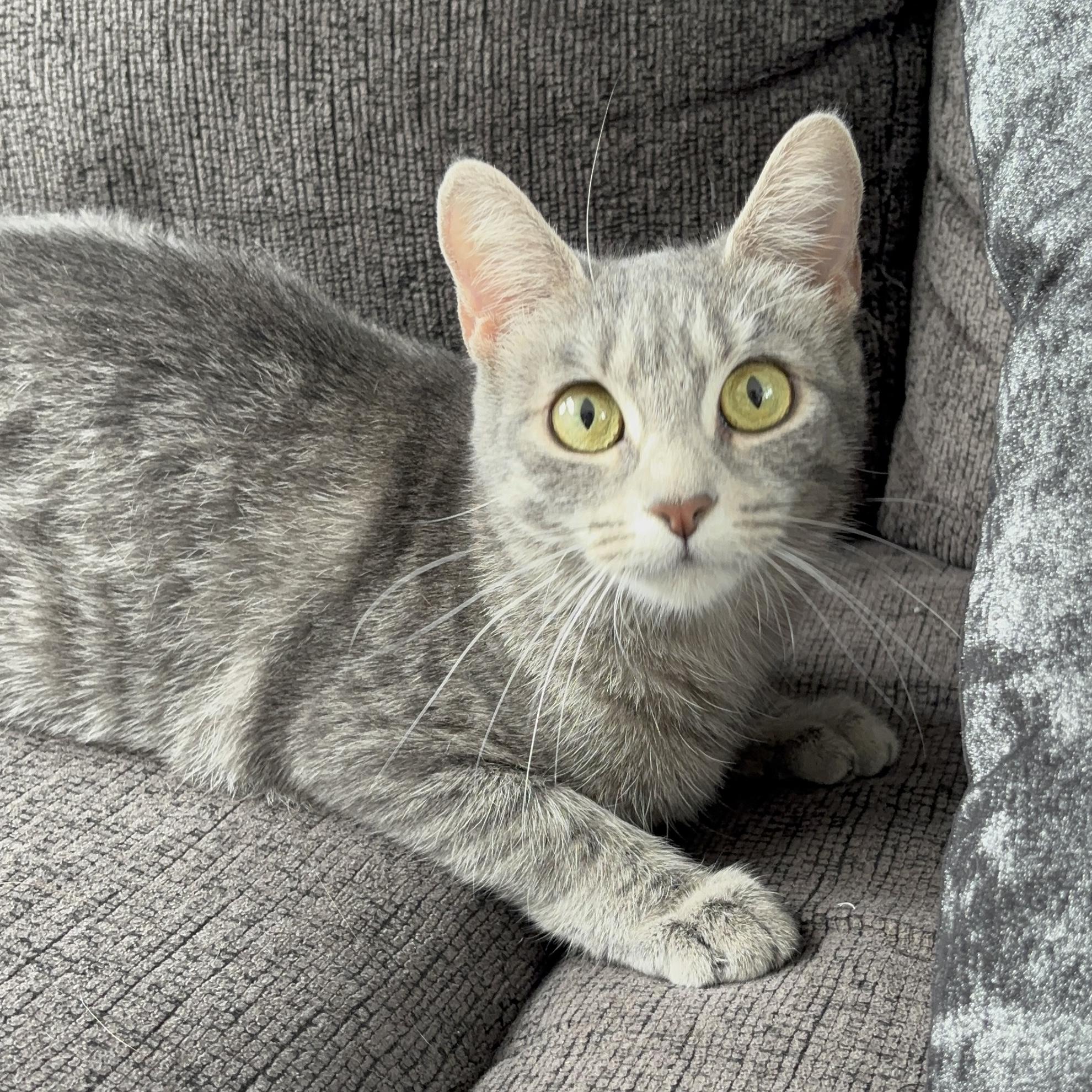 Enlarge MAGNOLIA, an adopted Domestic Short Hair in Tillsonburg, ON image 2/6