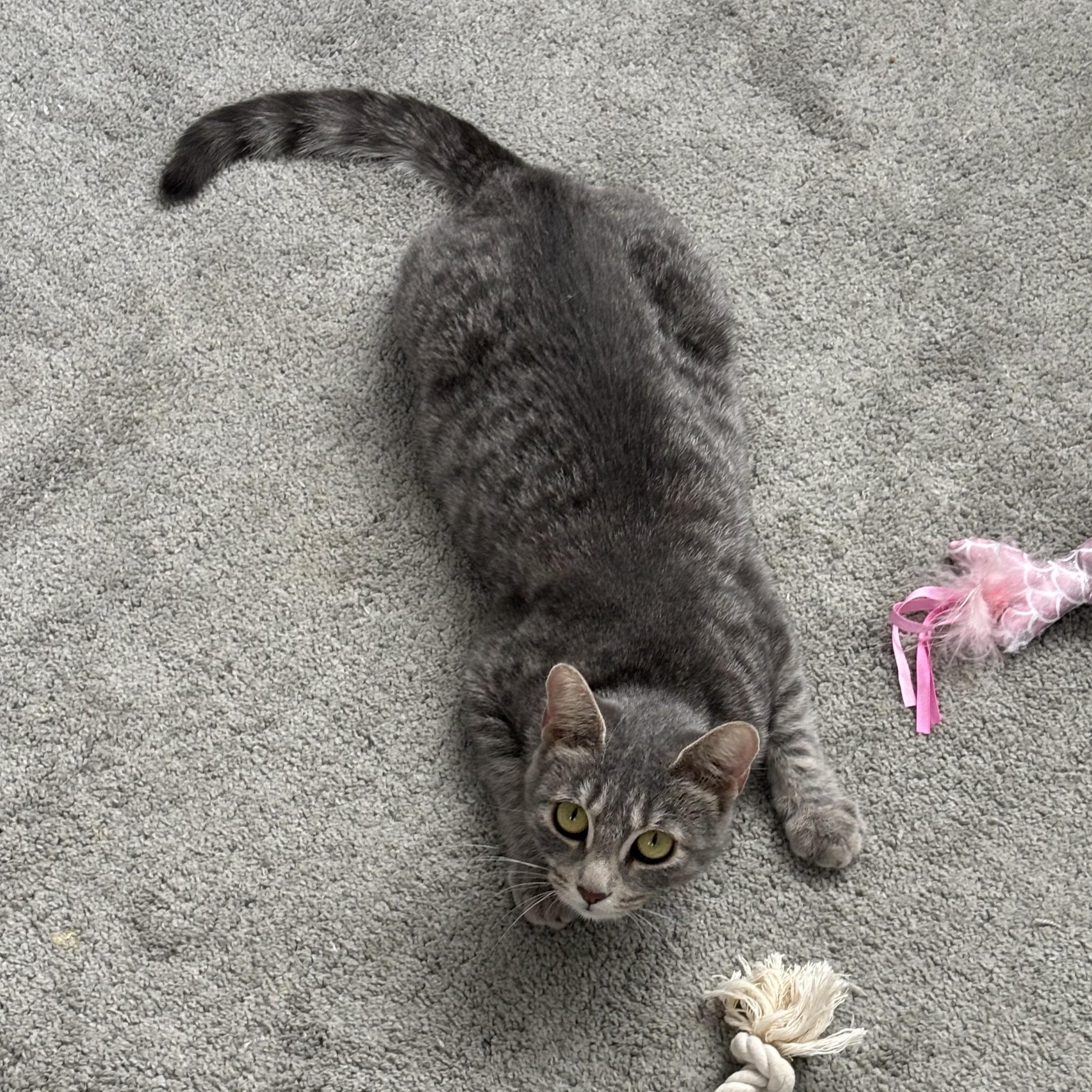 Enlarge MAGNOLIA, an adopted Domestic Short Hair in Tillsonburg, ON image 6/6