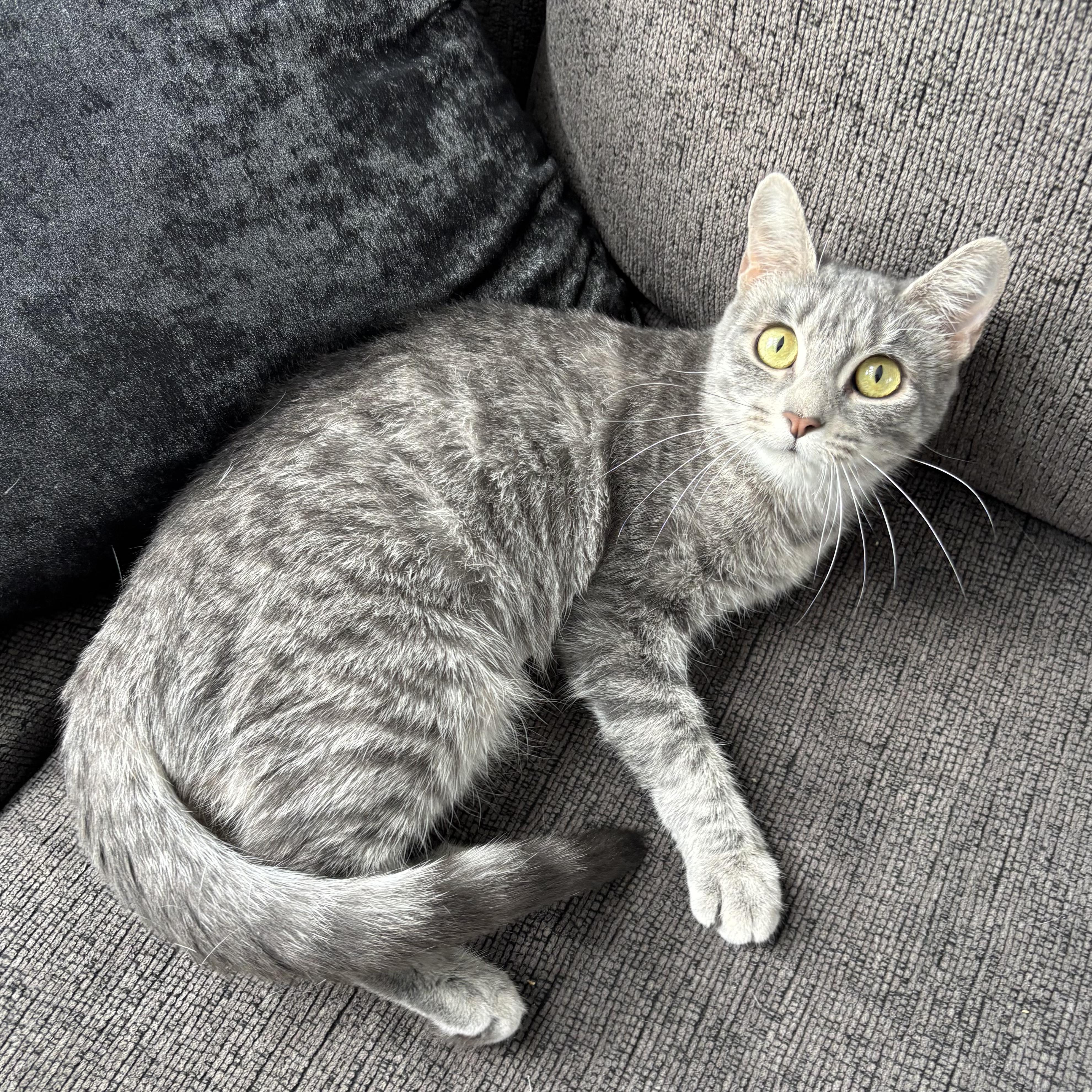 Enlarge MAGNOLIA, an adopted Domestic Short Hair in Tillsonburg, ON image 3/6