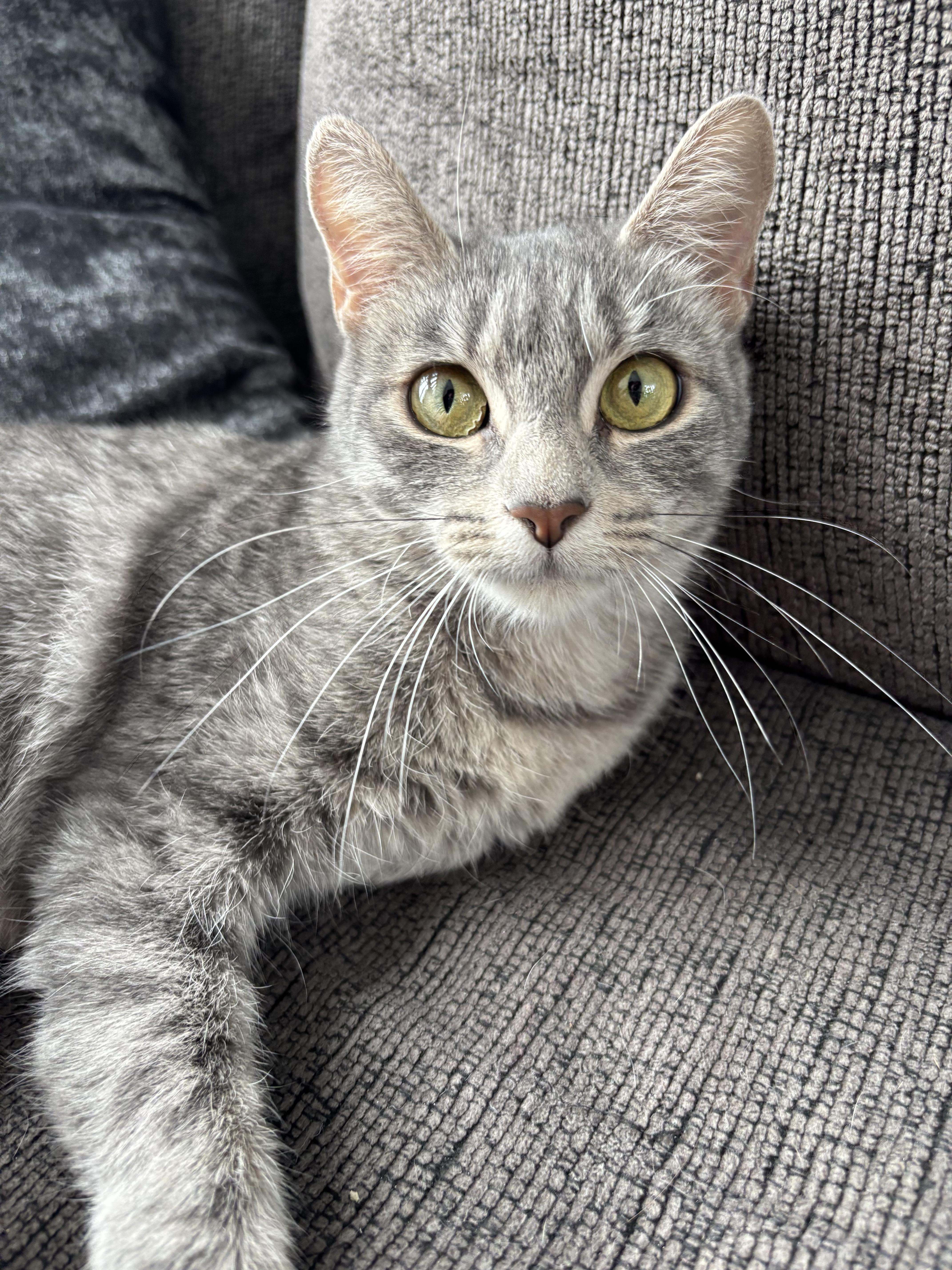 Enlarge MAGNOLIA, an adopted Domestic Short Hair in Tillsonburg, ON image 4/6