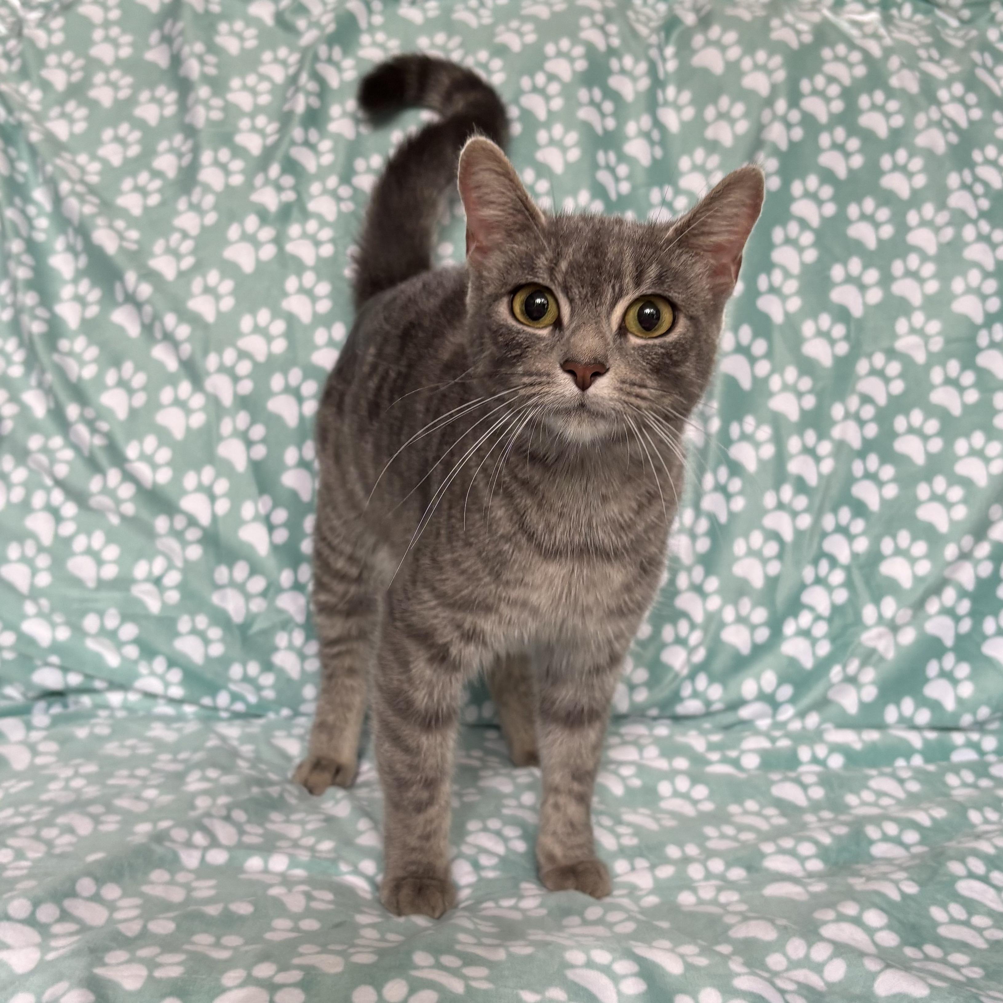 Enlarge MAGNOLIA, an adopted Domestic Short Hair in Tillsonburg, ON image 1/6