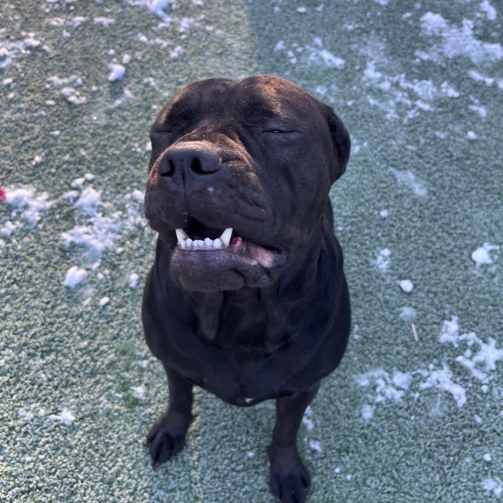 Enlarge Reyna, a Adoptable Labrador Retriever in Brockton, MA image 2/3