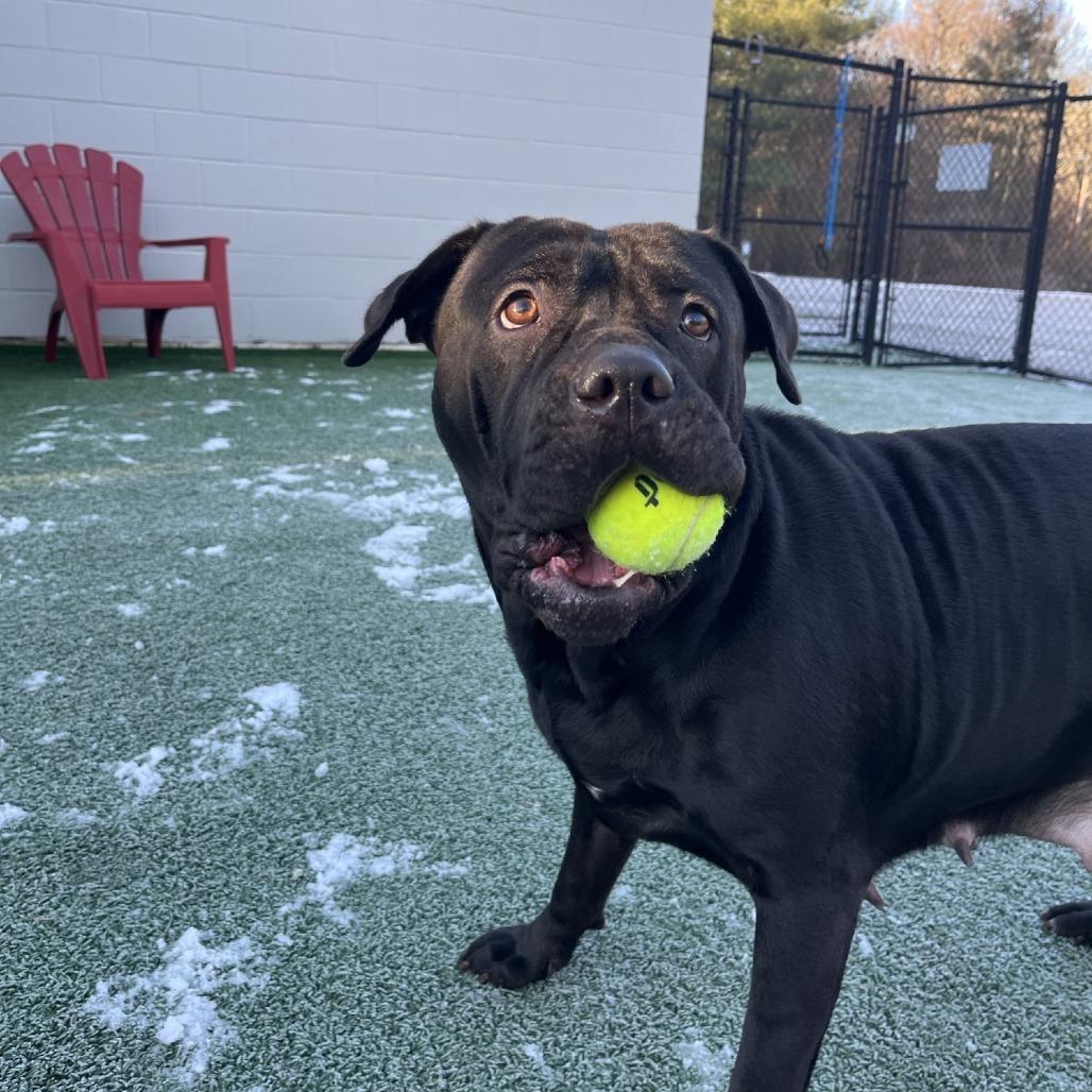 Enlarge Reyna, a Adoptable Labrador Retriever in Brockton, MA image 3/3